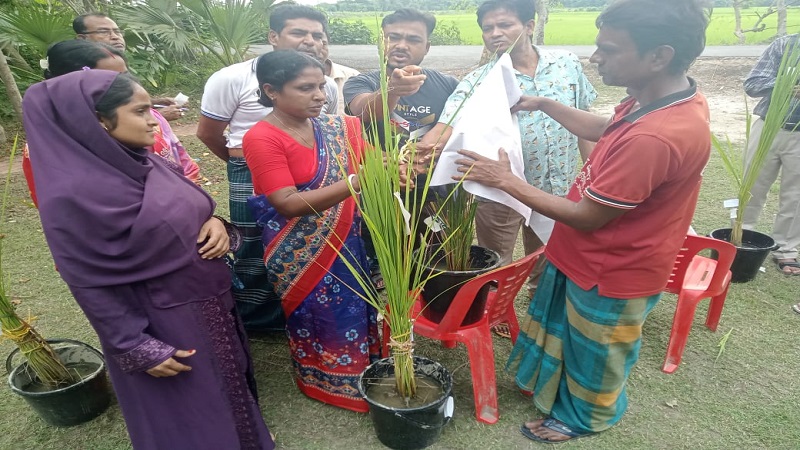 বটিয়াঘাটায় লোকজ-এর ধানের নতুন জাত উদ্ভাবনে ব্রিডিং প্রশিক্ষণ